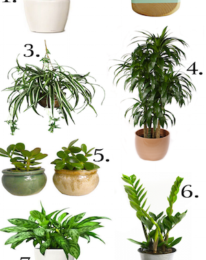 The best indoor plants