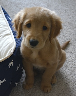 Samson Golden Retriever Puppy