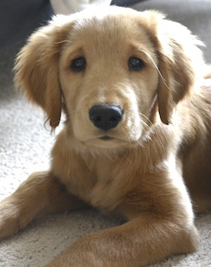 are you ready for a new puppy? six questions to ask yourself before getting a new puppy