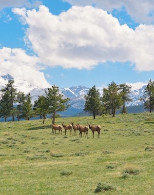 rocky-mountain-national-park-everygoodthingblog